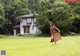 A woman in a brown dress running across a lush green field.